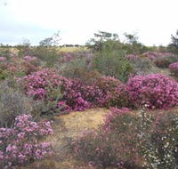 Reynoldson's Flora Reserve - eAccommodation
