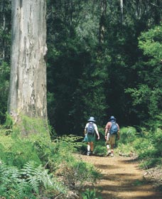 Gloucester Tree - eAccommodation 0