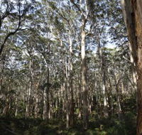 Boranup Karri Forest - eAccommodation