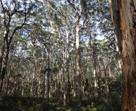 Boranup Karri Forest - eAccommodation 0