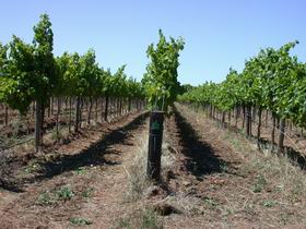 Temple Bruer Winery - eAccommodation 0