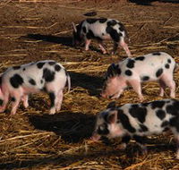 Will's Rare Breeds Farm - eAccommodation