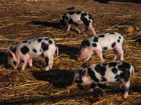 Will's Rare Breeds Farm - eAccommodation 0