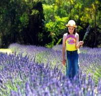 Brayfield Park Lavender Farm - eAccommodation