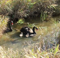 Tamar Island Wetlands Reserve and Interpretation Centre - eAccommodation