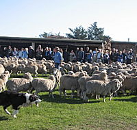 Curringa Farm - Accommodation and Farm Tours - eAccommodation