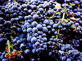 Laurel Bank Vineyard - eAccommodation 0