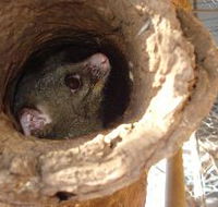 Mulga Sanctuary and Wildlife Park - eAccommodation