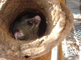 Mulga Sanctuary And Wildlife Park - eAccommodation 0