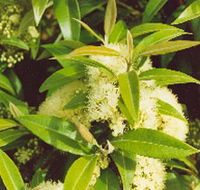 Tumbeela Native Bushfoods - eAccommodation