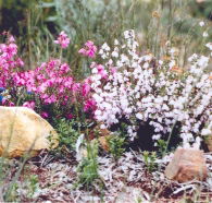Stokes Bay Bush Garden - eAccommodation