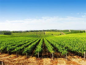 Aldinga Bay Winery - eAccommodation 0