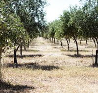 Talinga Grove Olive Oils - eAccommodation