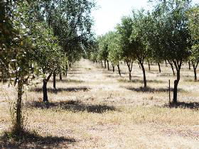 Talinga Grove Olive Oils - eAccommodation 0