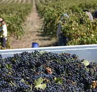 Rolf Binder Wines - eAccommodation