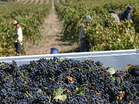 Rolf Binder Wines - eAccommodation 0