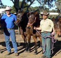 Coffin Bay Brumby Preservation Society Incorporated - eAccommodation