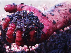 Rusden Wines - eAccommodation 0