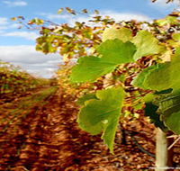 Mirabella Vineyards - eAccommodation