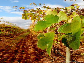 Mirabella Vineyards - eAccommodation 0