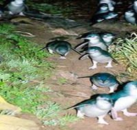 Penneshaw Penguin Centre - eAccommodation