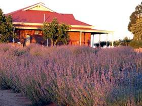 Bella Lavender Estate - eAccommodation 0