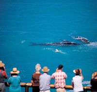 Whale Watching At Head Of Bight - eAccommodation