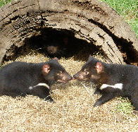 Wing's Wildlife Park - eAccommodation