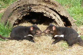 Wing's Wildlife Park - eAccommodation 0