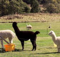 Maydena Country Cabins Accommodation  Alpaca Stud - eAccommodation