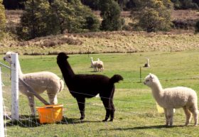 Maydena Country Cabins Accommodation & Alpaca Stud - eAccommodation 0