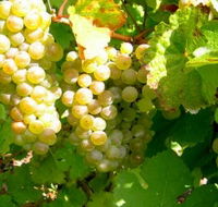 Winstead Vineyard - eAccommodation