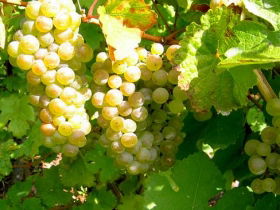 Winstead Vineyard - eAccommodation 0