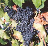 Darlington Vineyard - eAccommodation