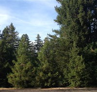 Pialligo Redwood Forest - eAccommodation