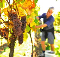 Native Point Wines - eAccommodation