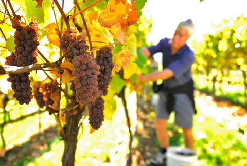 Native Point Wines - eAccommodation 0
