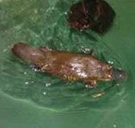 Platypus House - eAccommodation