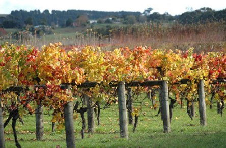 Apsley Gorge Vineyard - eAccommodation 0