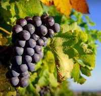 Panorama Vineyard - eAccommodation