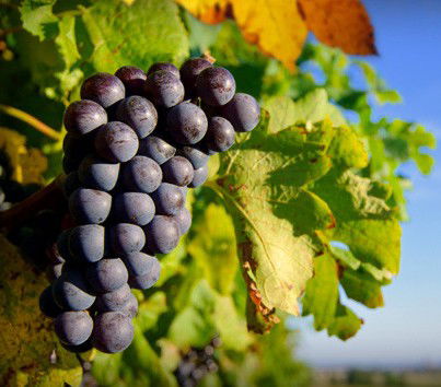 Panorama Vineyard - eAccommodation 0