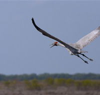 Gayngaru Wetlands Interpretive Walk - eAccommodation