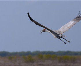 Gayngaru Wetlands Interpretive Walk - eAccommodation 0