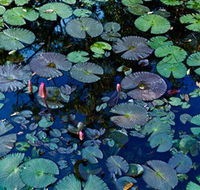 Pine Creek Water Gardens - eAccommodation