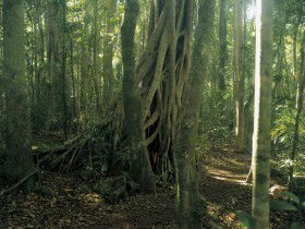 Beechmont QLD eAccommodation