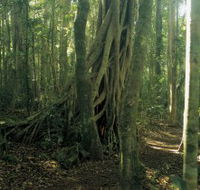 Lamington National Park Binna Burra Section - eAccommodation