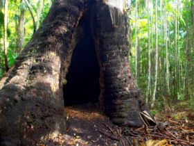 Tewantin National Park - eAccommodation 0