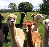Banyandah Alpacas - eAccommodation