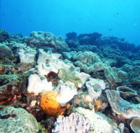 Mudjimba Old Woman Island Dive Site - eAccommodation