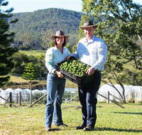 Hinterland Feijoas - eAccommodation
